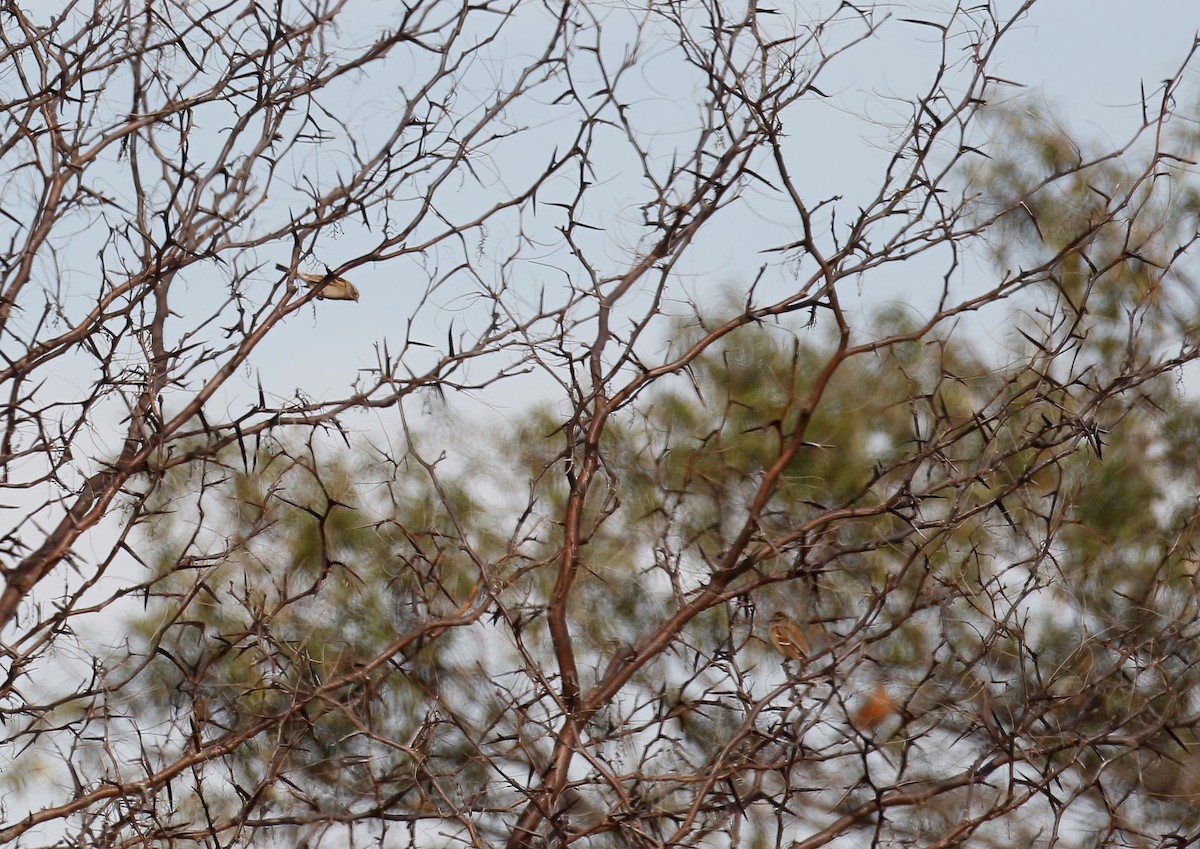 American Tree Sparrow - ML384670931