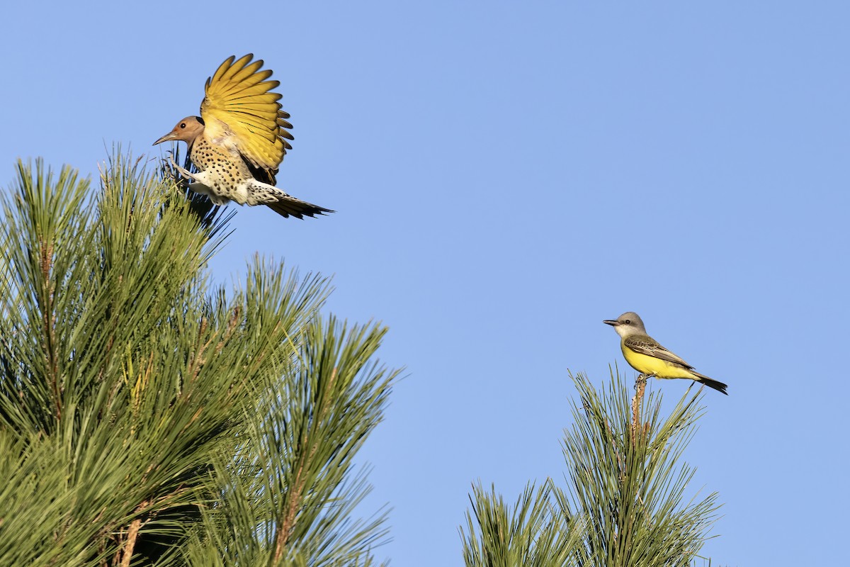 Northern Flicker (Yellow-shafted) - Matt Felperin