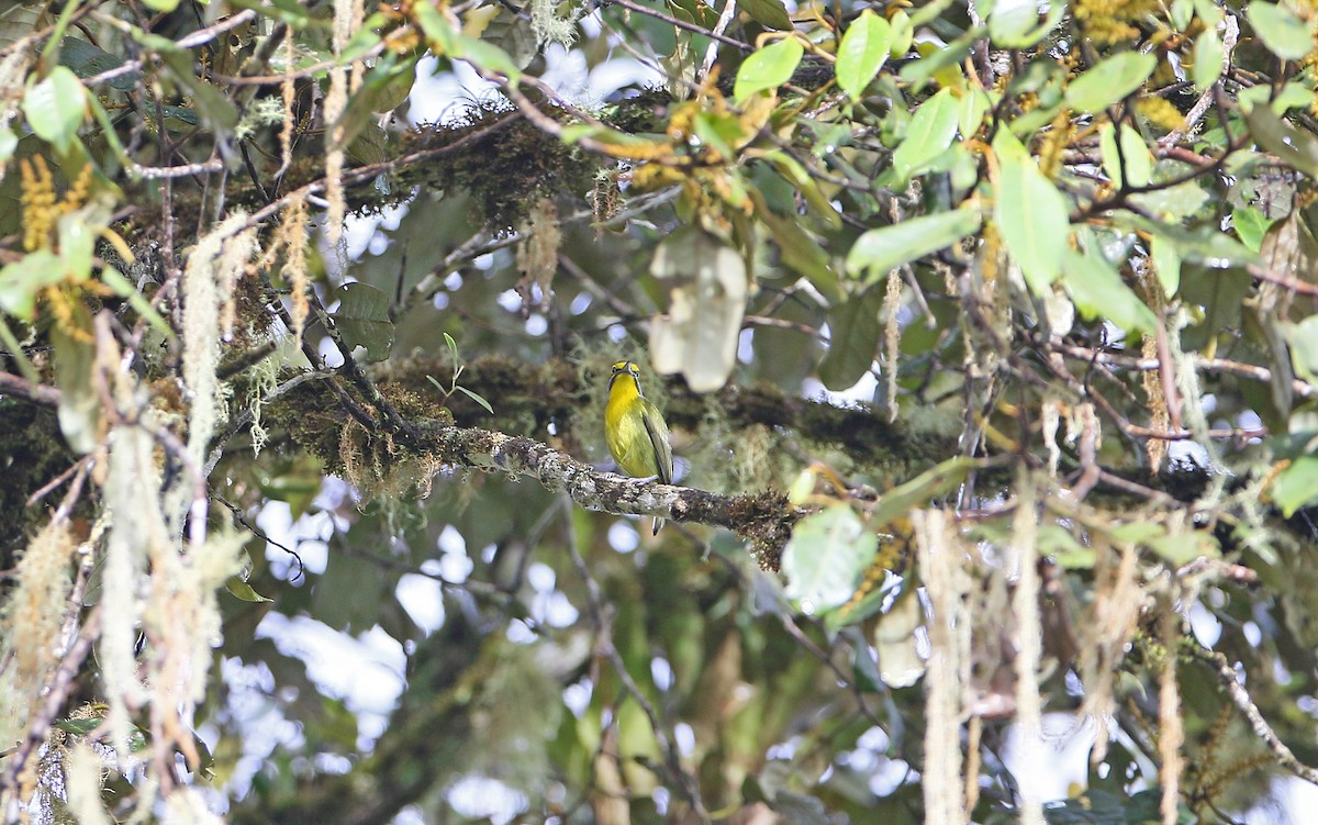 Slaty-capped Shrike-Vireo - Christoph Moning