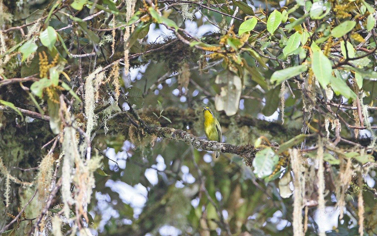 Slaty-capped Shrike-Vireo - ML384672671