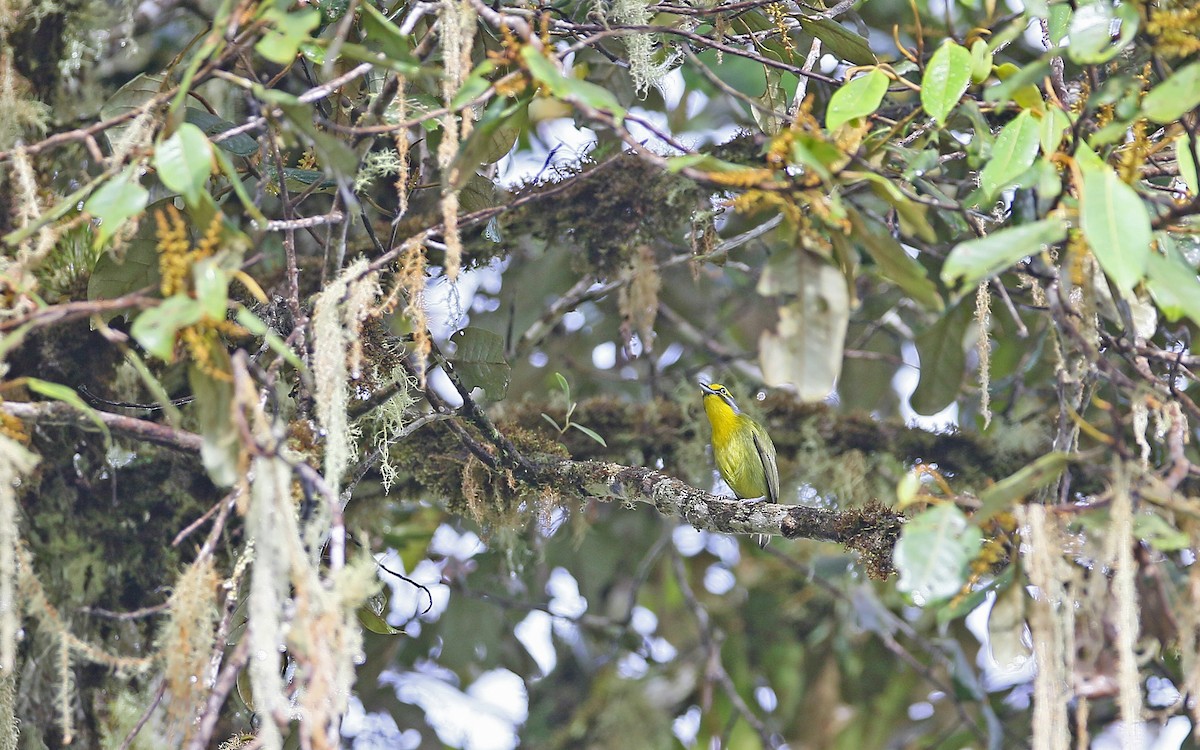 Slaty-capped Shrike-Vireo - Christoph Moning