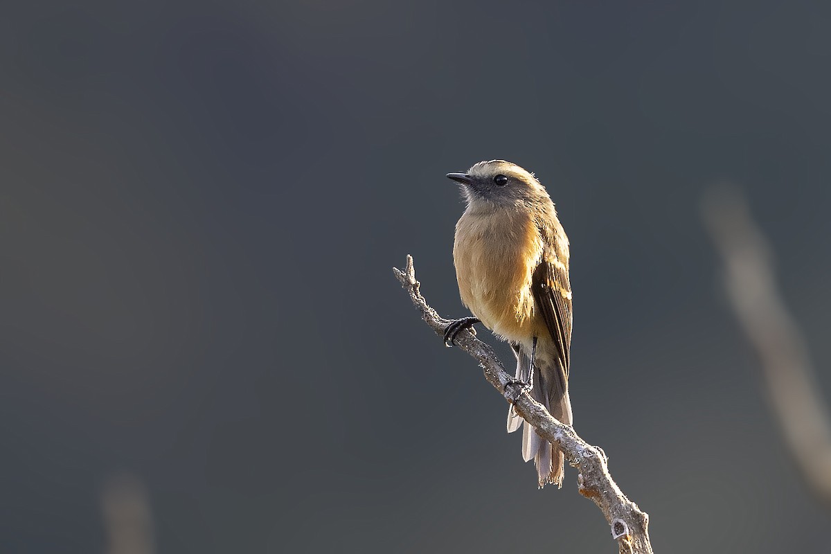 Brown-backed Chat-Tyrant - ML384673291