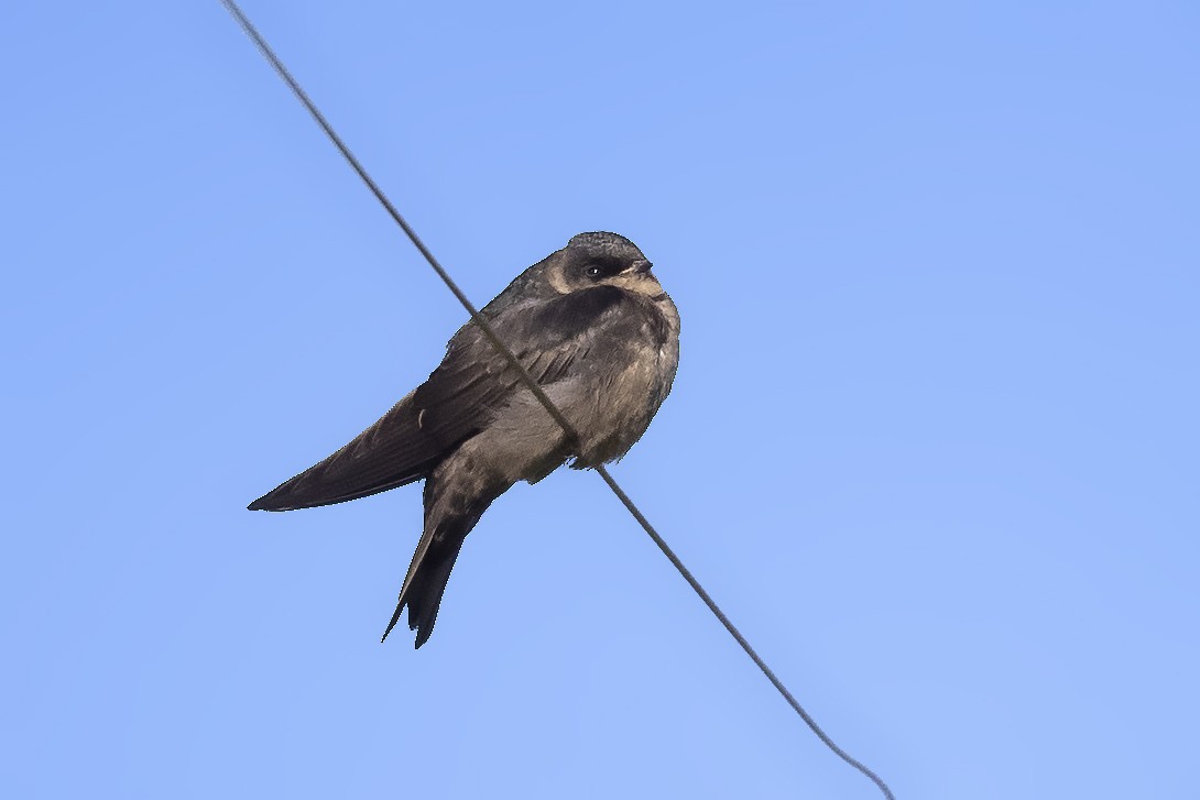 Brown-bellied Swallow - ML384673311