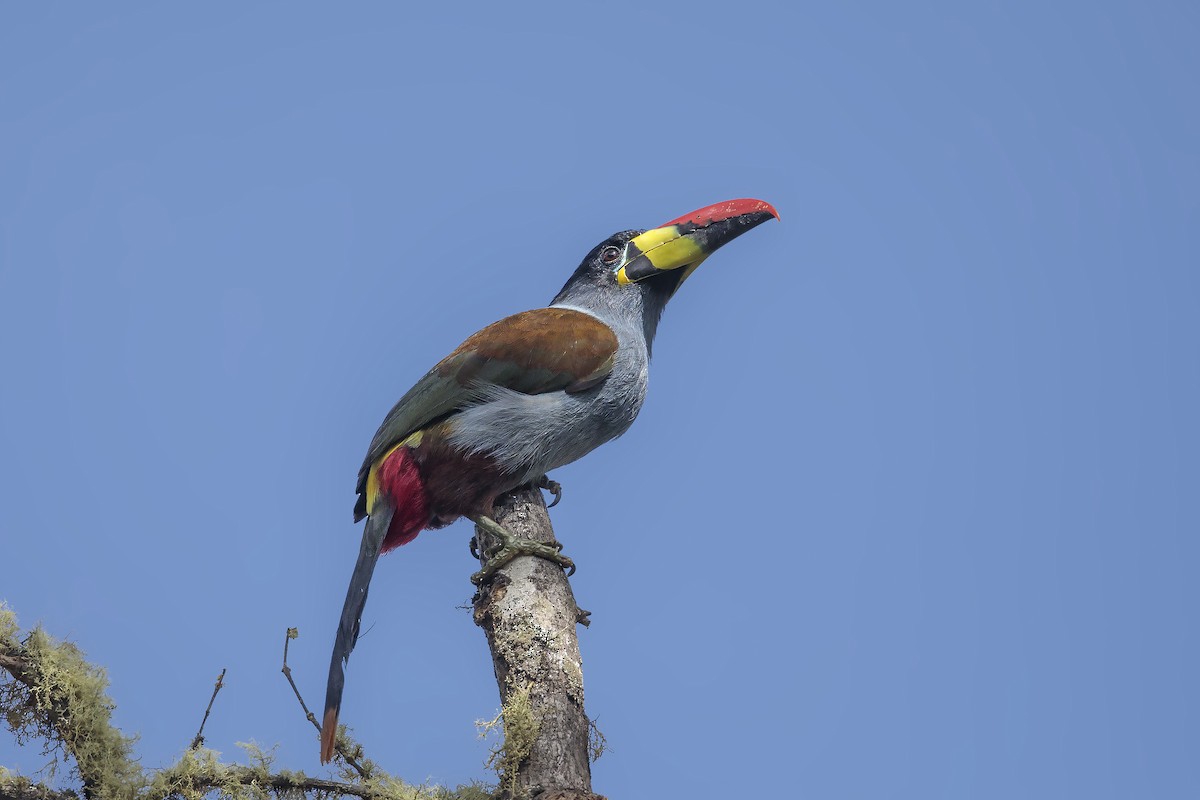 Gray-breasted Mountain-Toucan - ML384673361