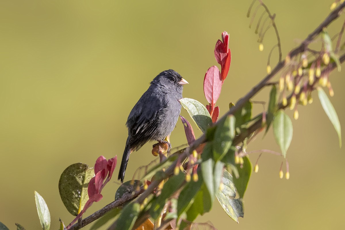 Paramo Seedeater - ML384673441