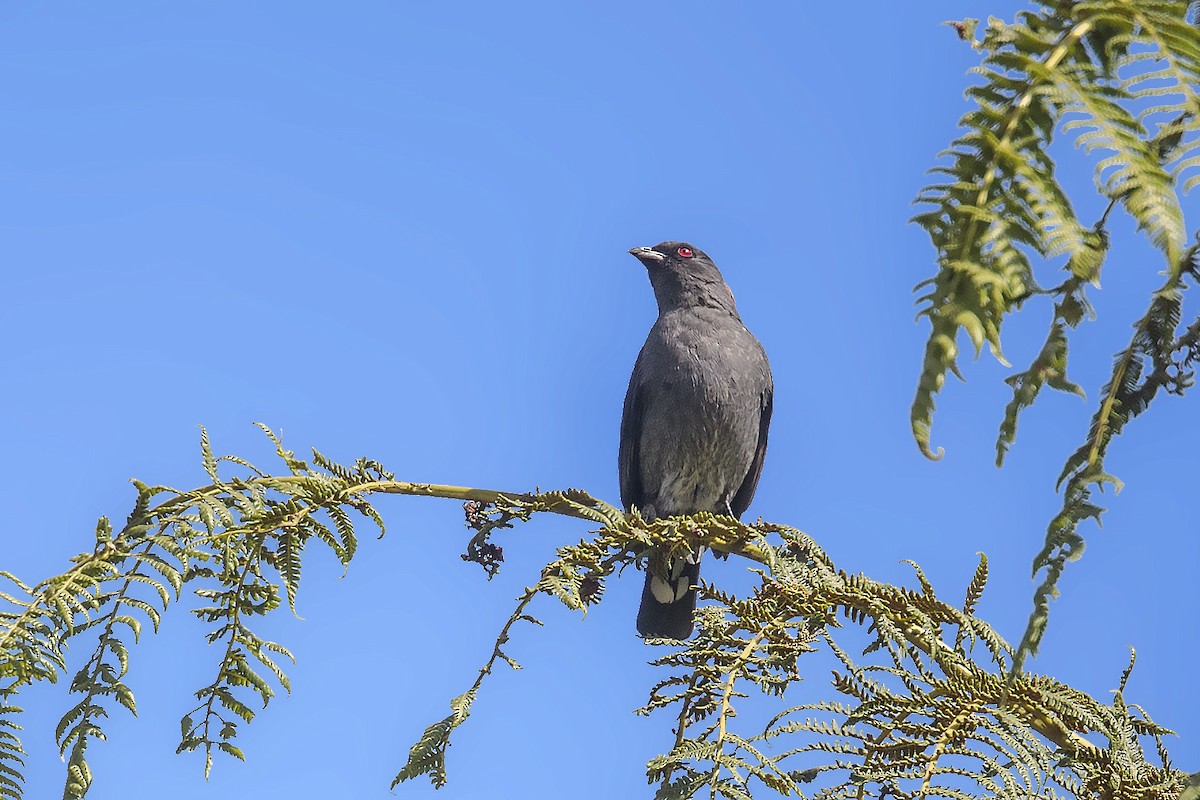 Cotinga Crestirrojo - ML384673451