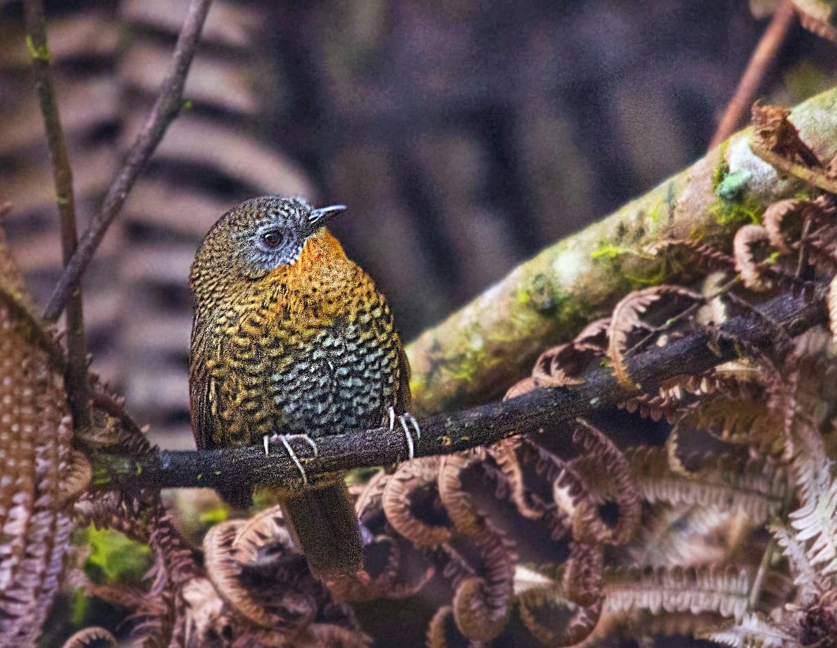 Rufous-throated Wren-Babbler - ML384673911