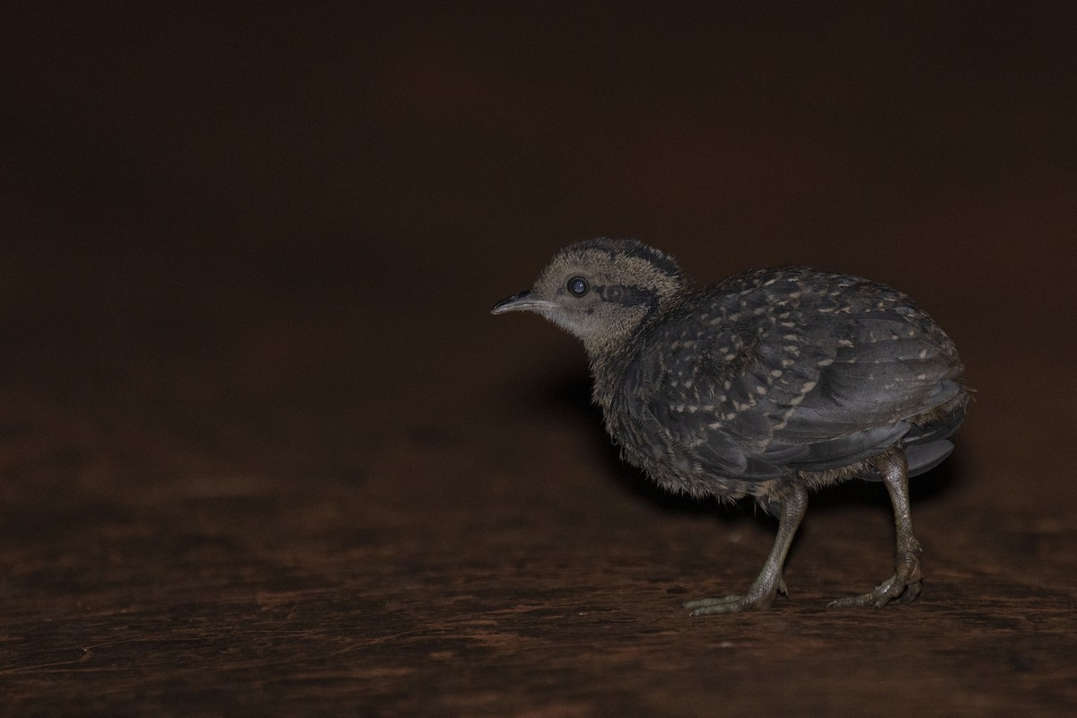 Solitary Tinamou - ML384675131