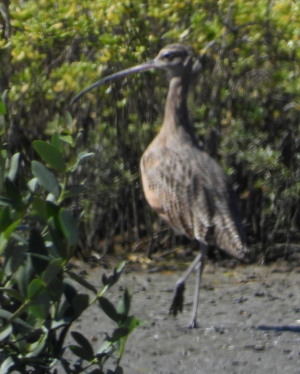 Long-billed Curlew - ML384676501