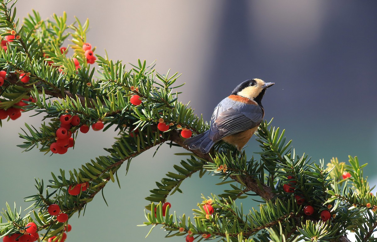 Varied Tit - Allen Lyu