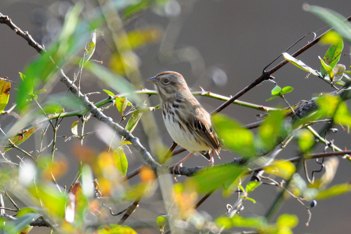 Song Sparrow - ML384676951