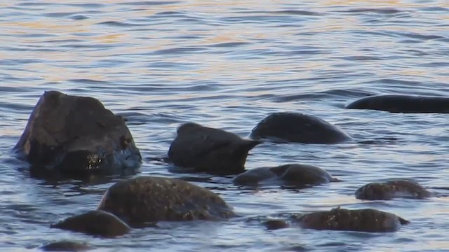 American Dipper - ML384678231