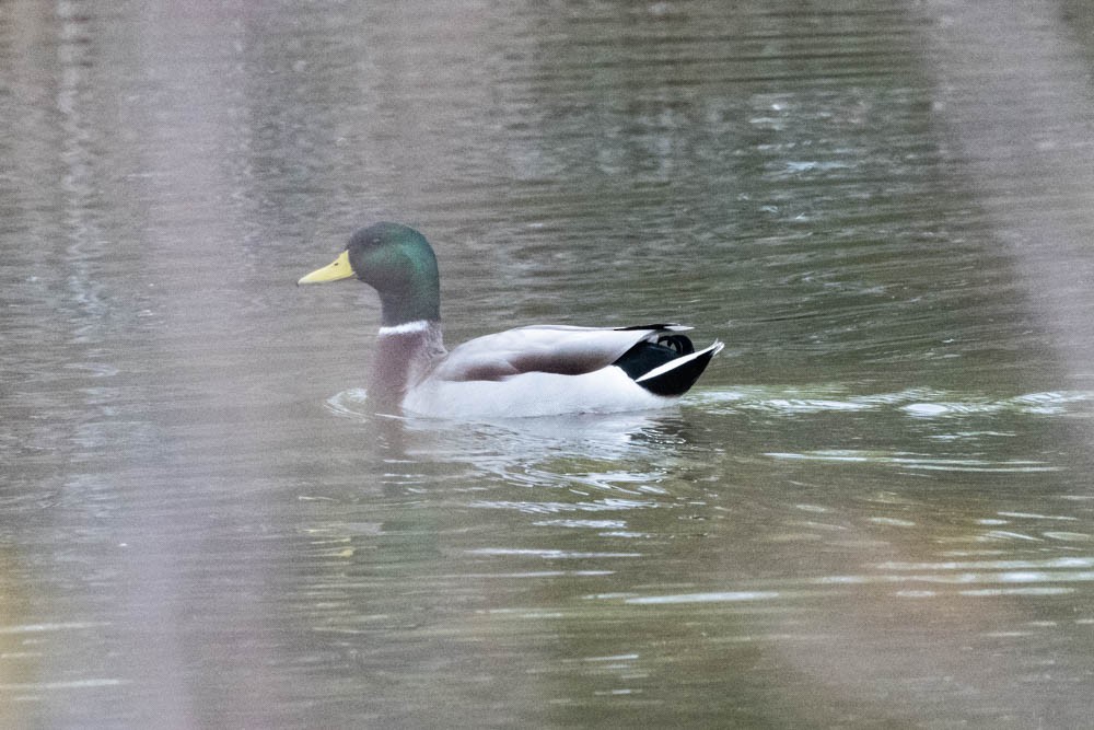 Canard colvert - ML384678281