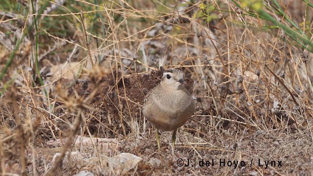 Eurasian Dotterel - ML384678521