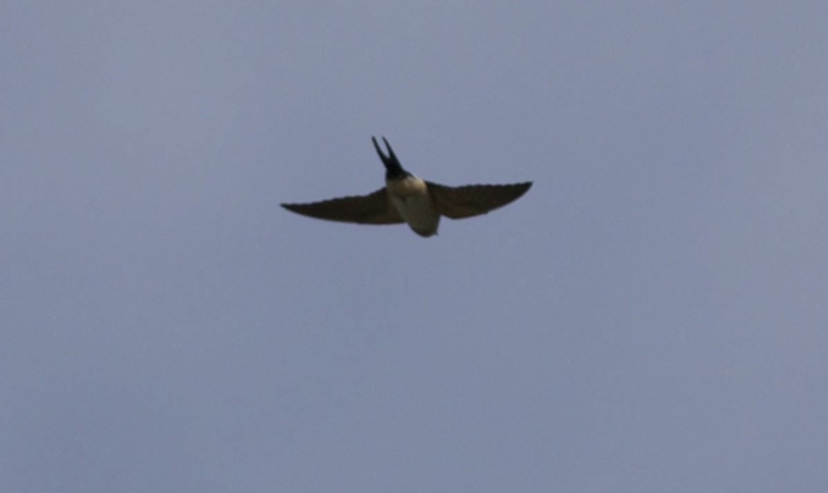 Golondrina Dáurica (grupo daurica) - ML38467921