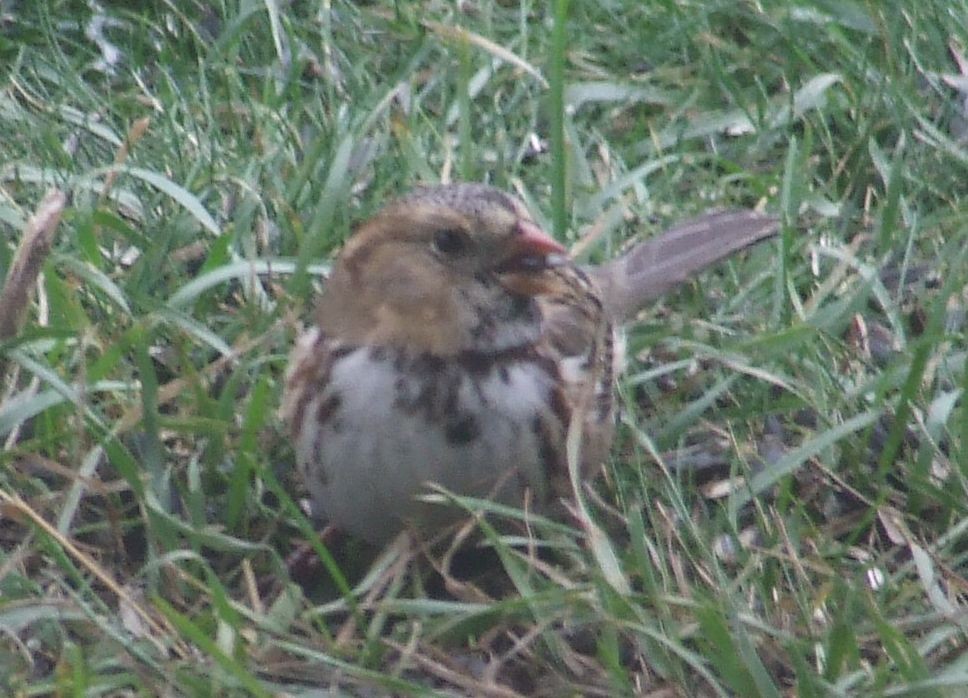 Harris's Sparrow - ML384679431