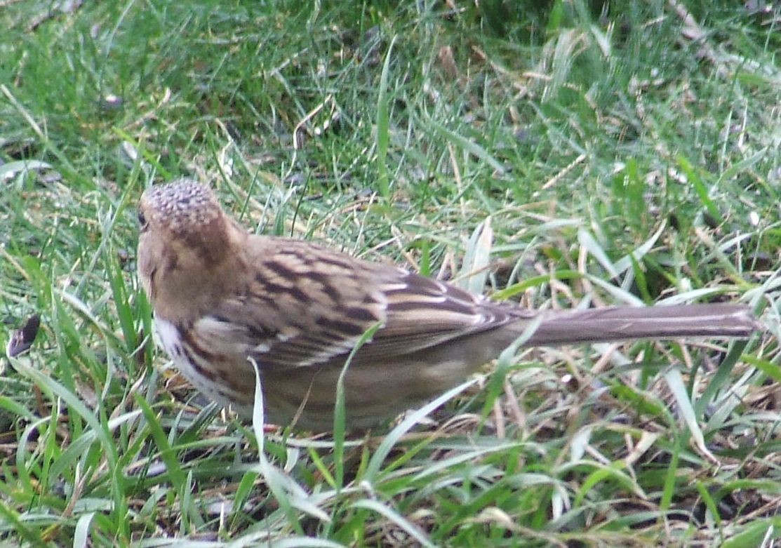 Harris's Sparrow - ML384679541