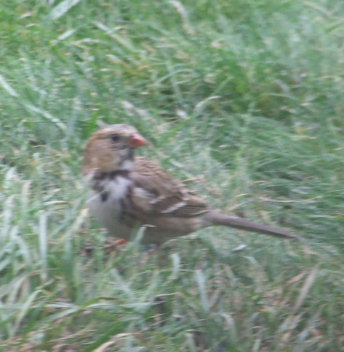 Harris's Sparrow - ML384679641