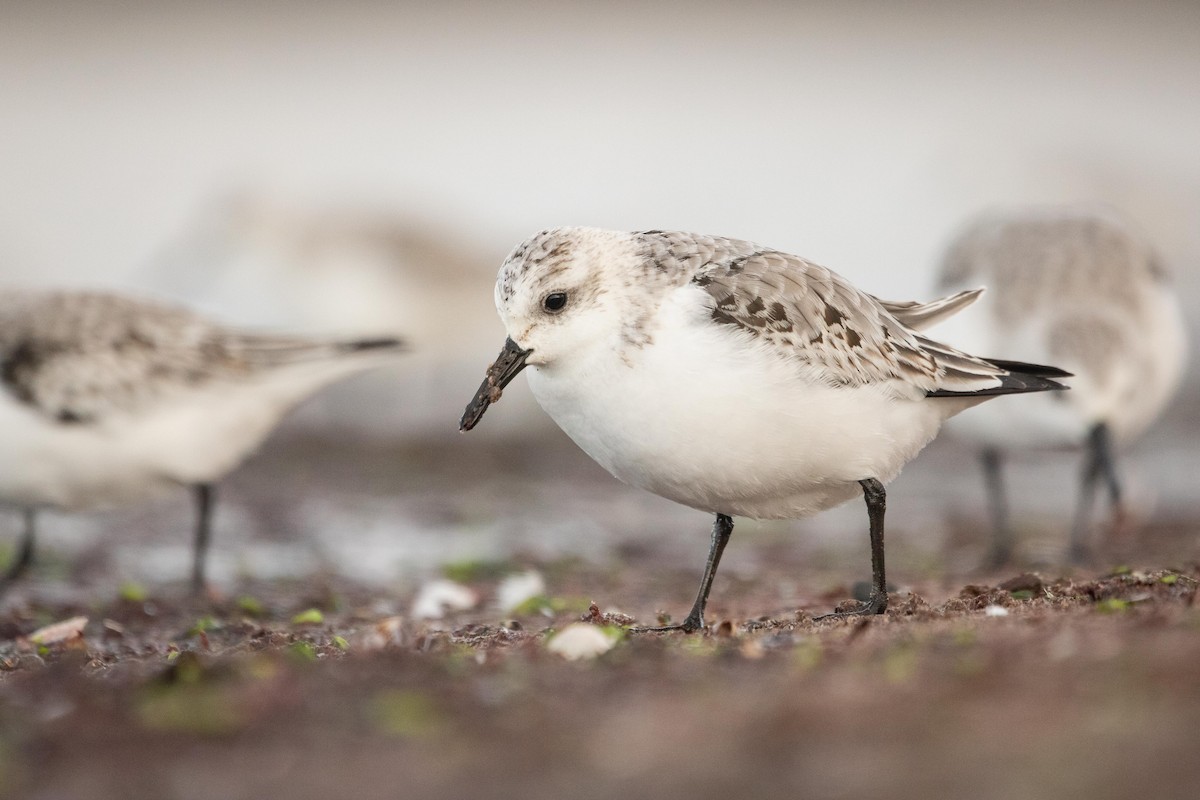 Sanderling - Davin MacAskill