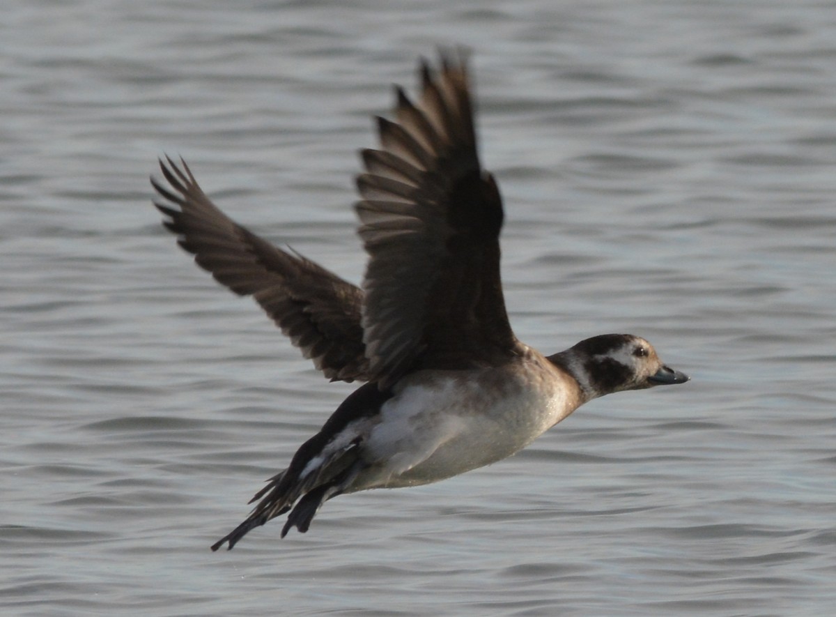 Long-tailed Duck - ML38468081