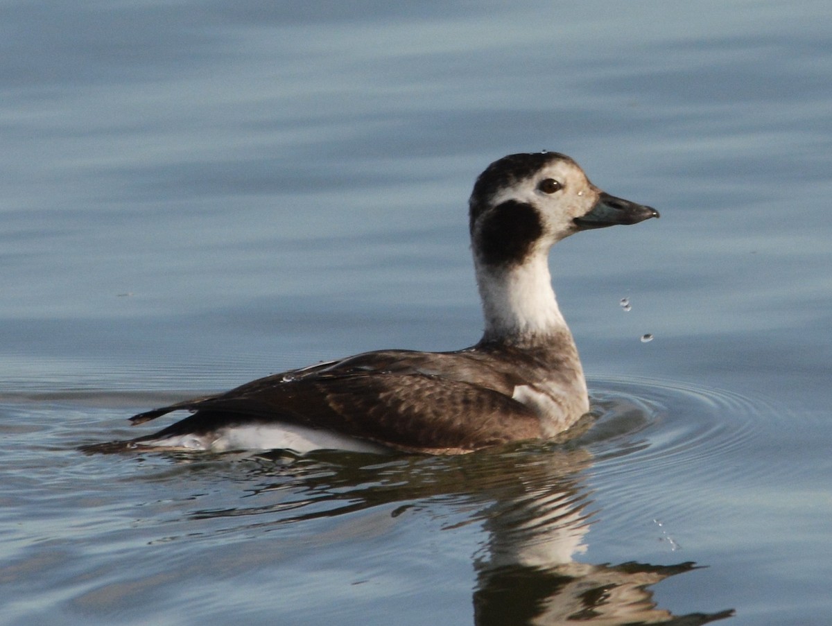 Long-tailed Duck - ML38468121