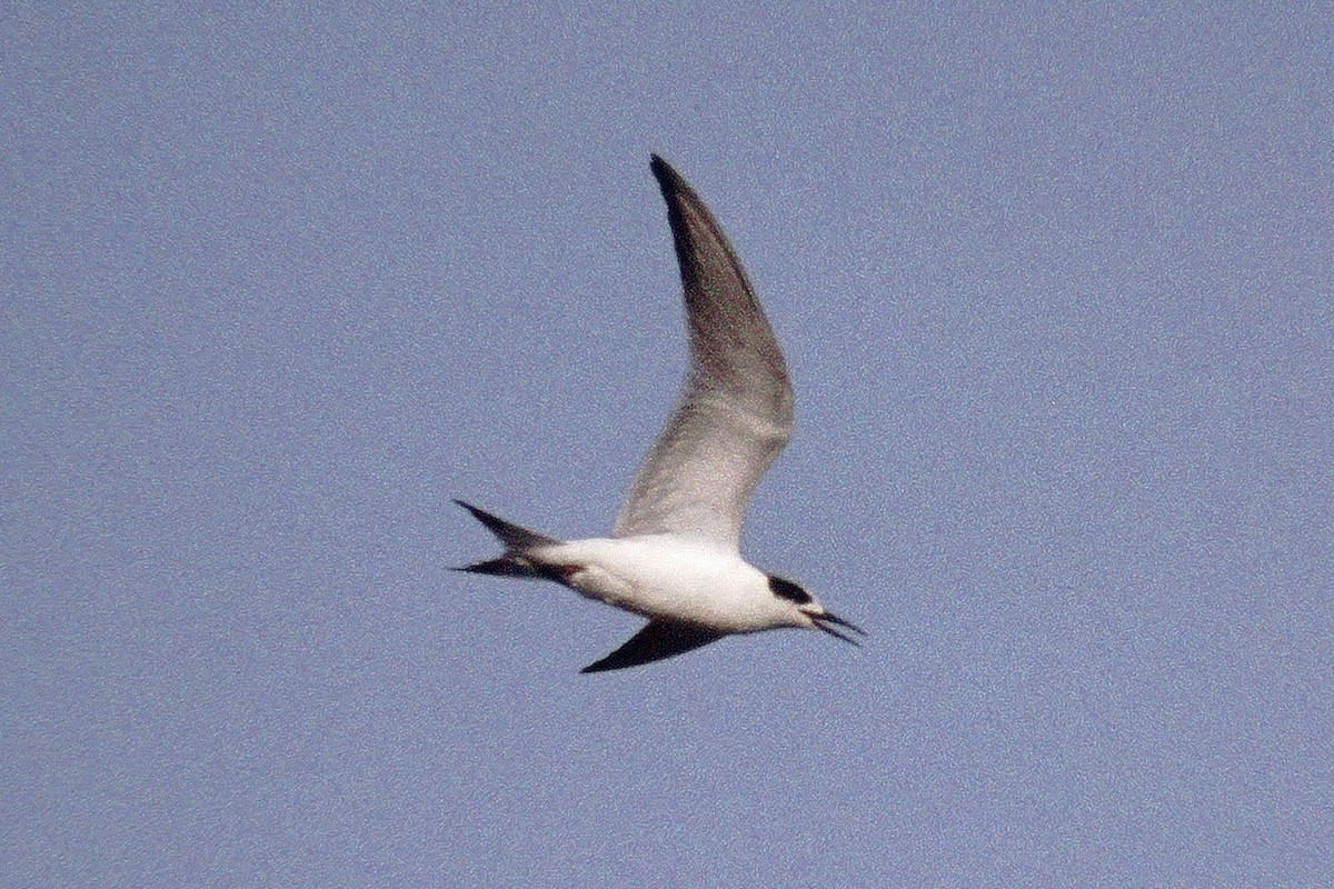 Forster's Tern - ML384681231