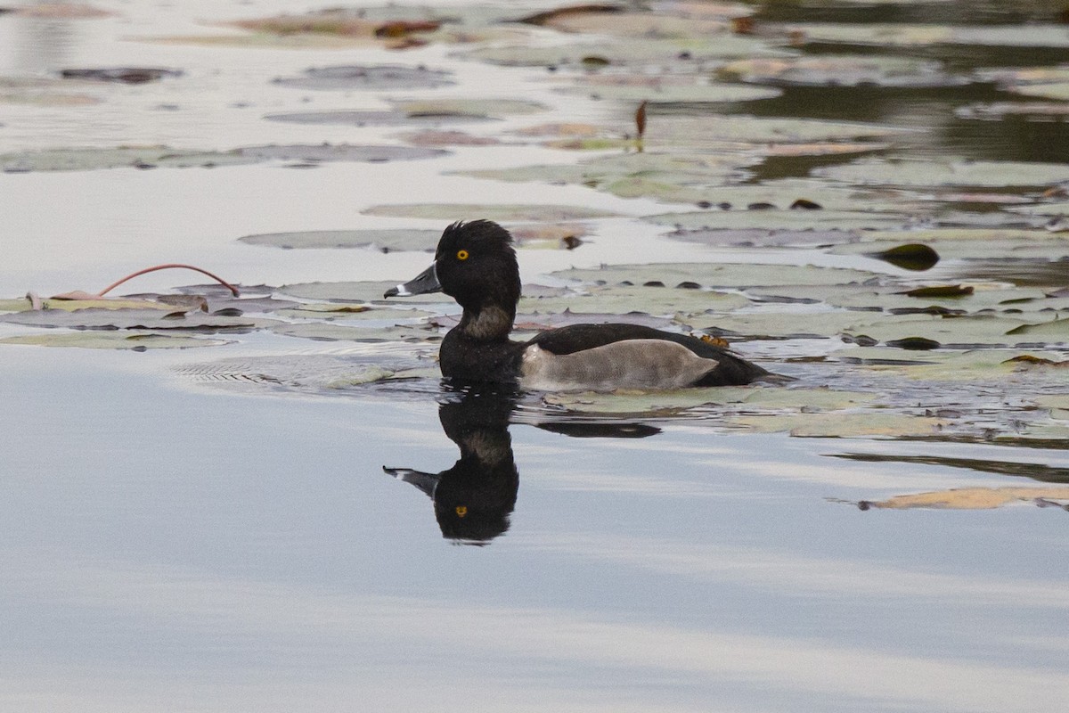 Ring-necked Duck - ML384681451