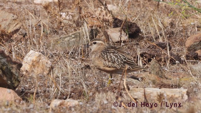 Eurasian Dotterel - ML384682371