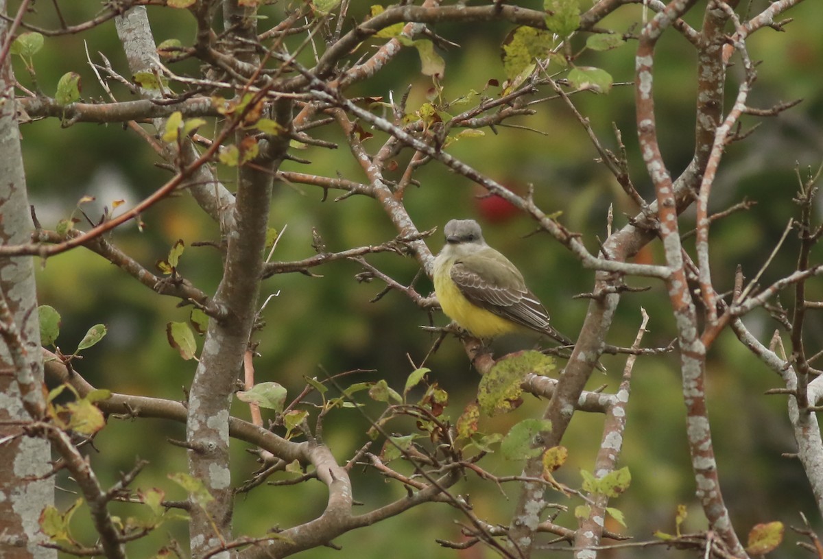 Western Kingbird - ML384683391