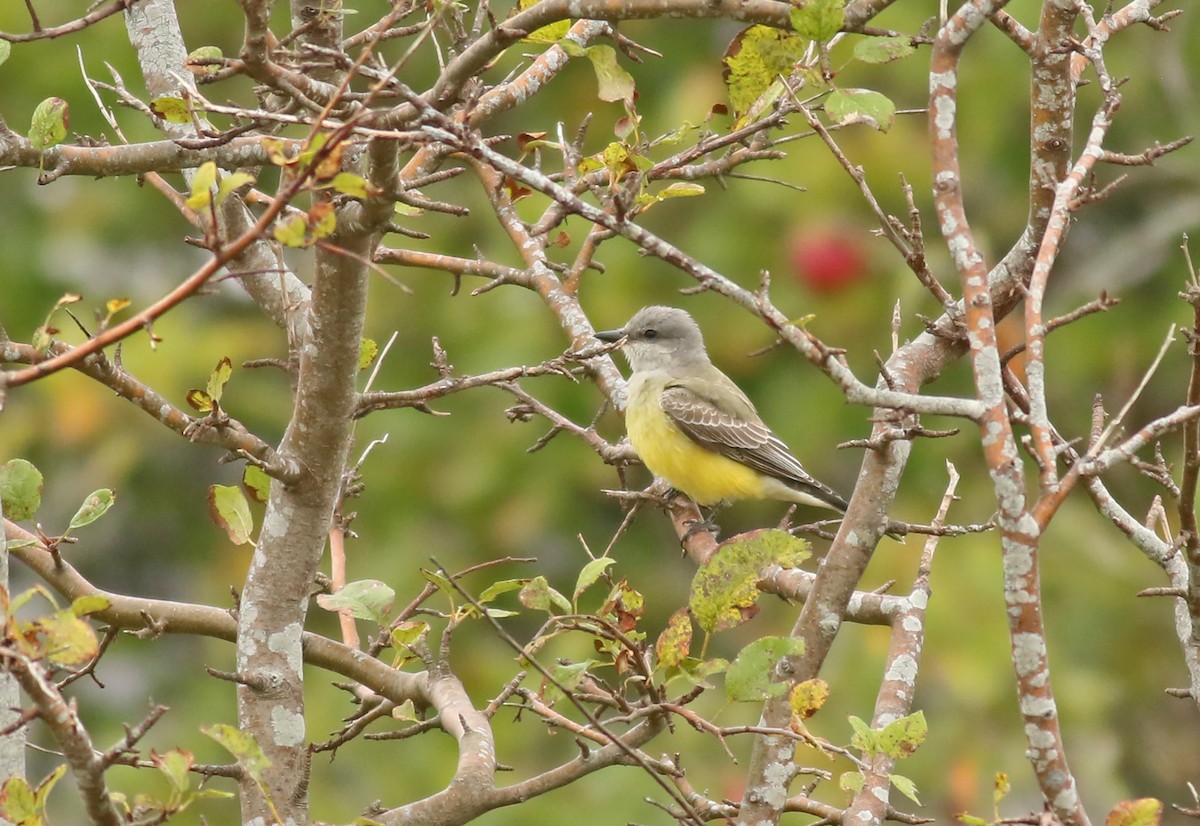 Western Kingbird - ML384683401