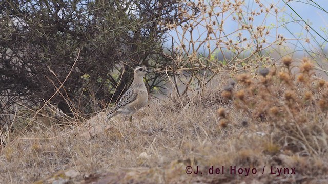 Eurasian Dotterel - ML384685961