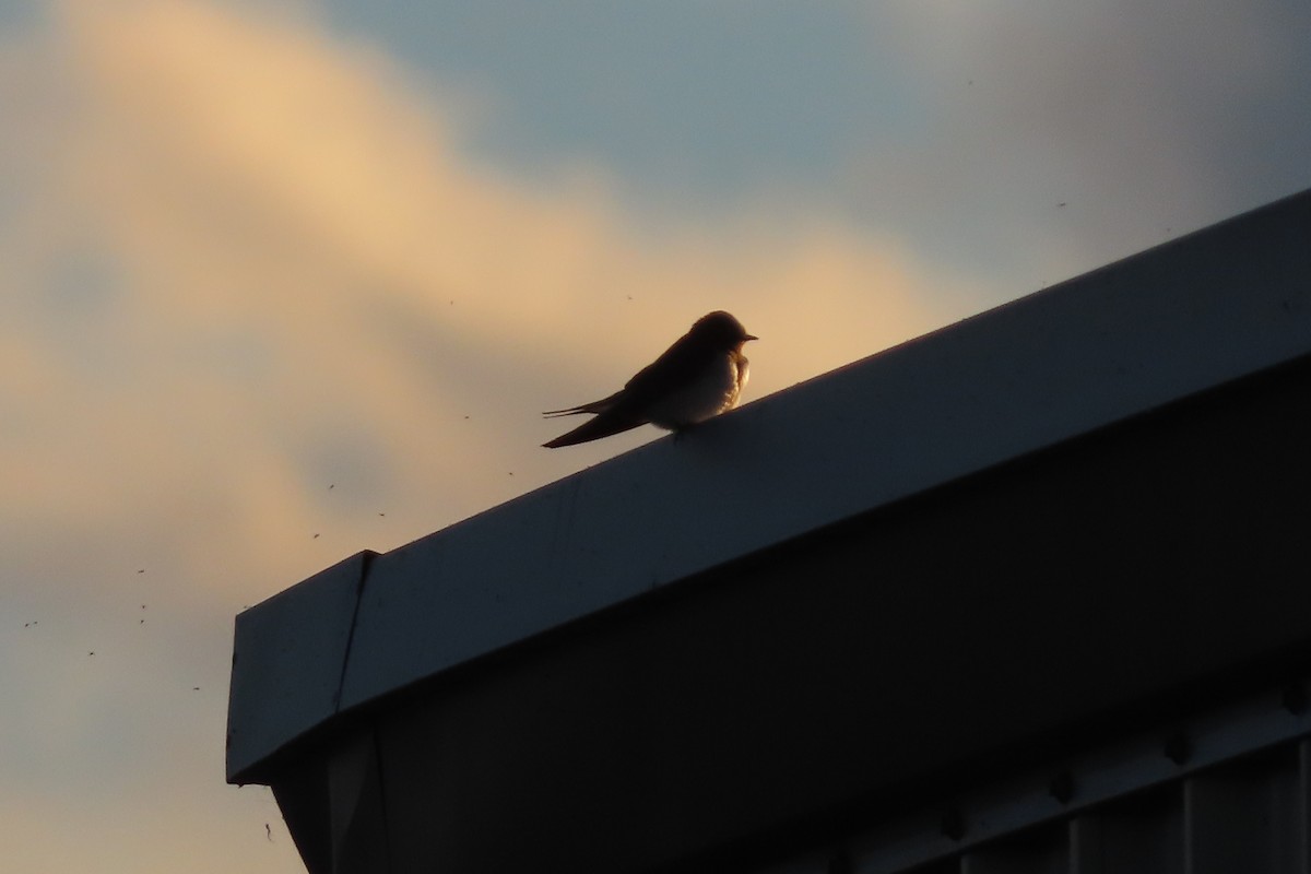 Barn Swallow - stuart varney