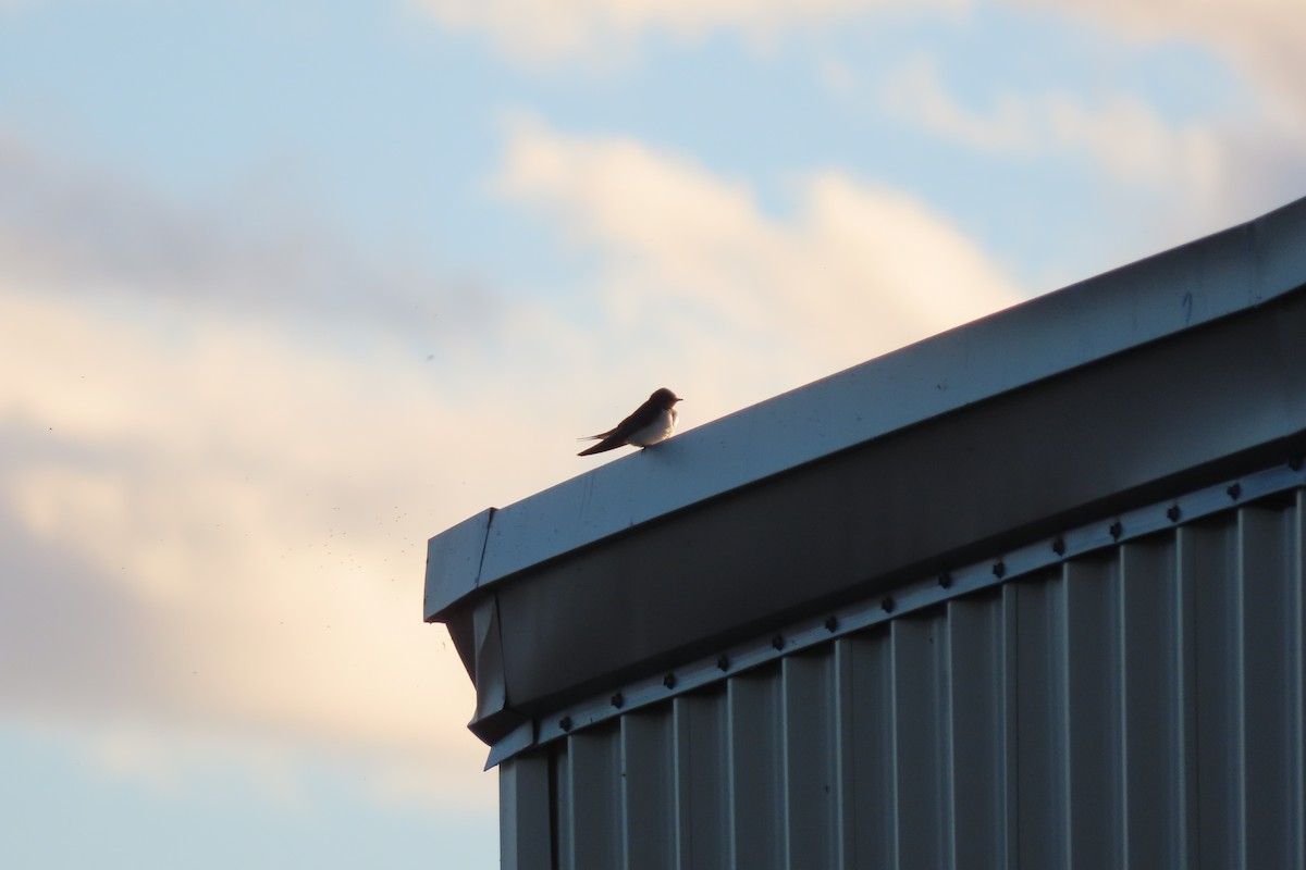 Barn Swallow - stuart varney