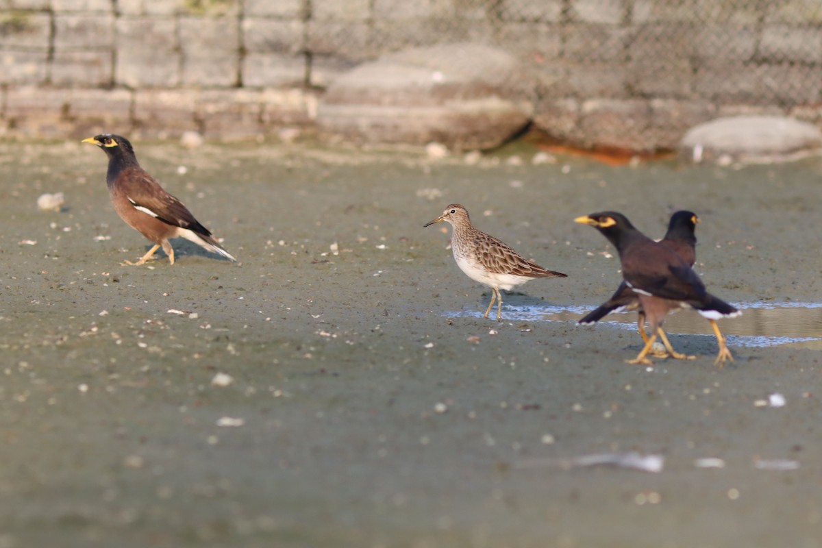 Pectoral Sandpiper - Yu-Wei (昱緯) LI (李)