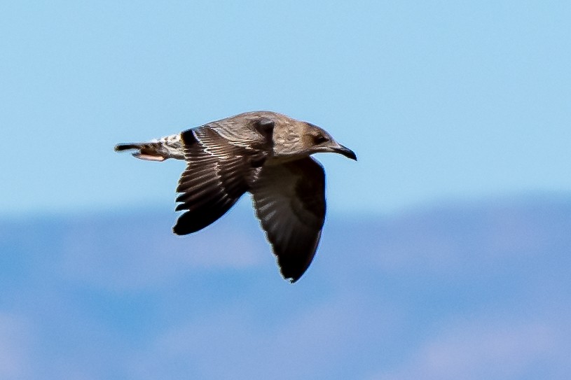Lesser Black-backed Gull - James Hoagland