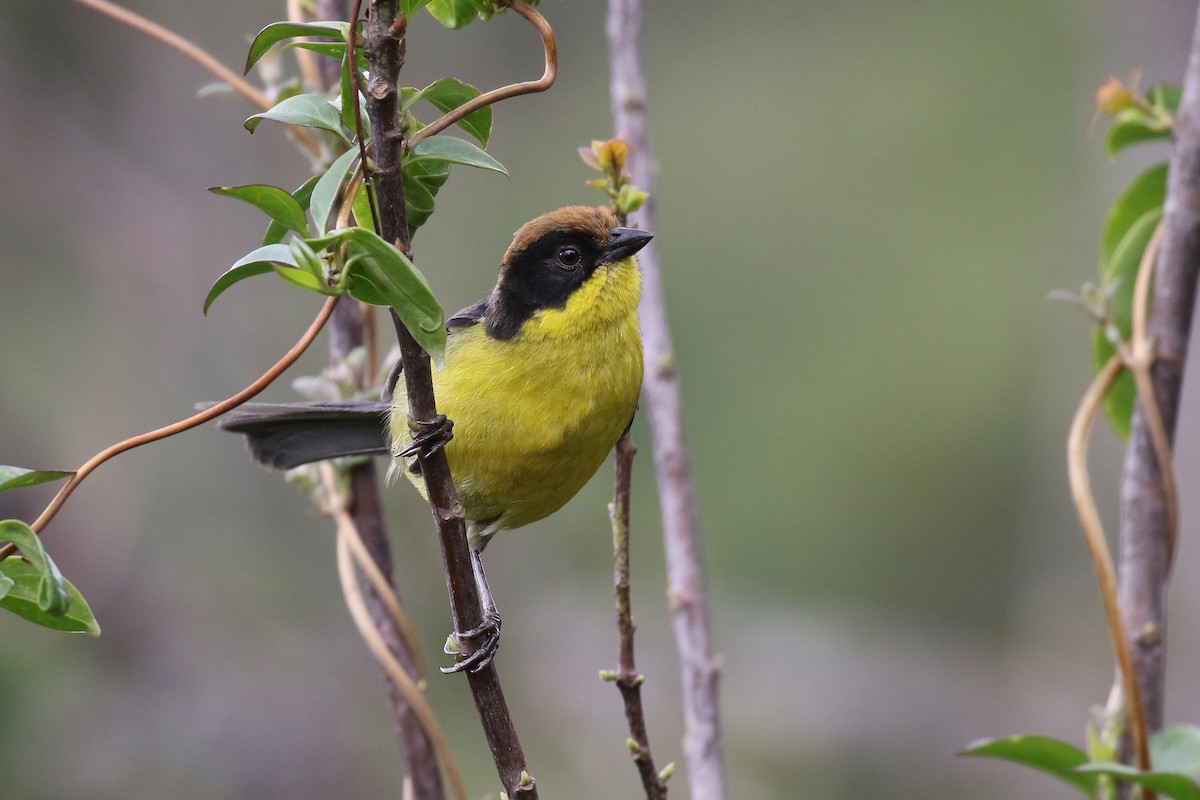 Yellow-breasted Brushfinch - Fabrice Schmitt