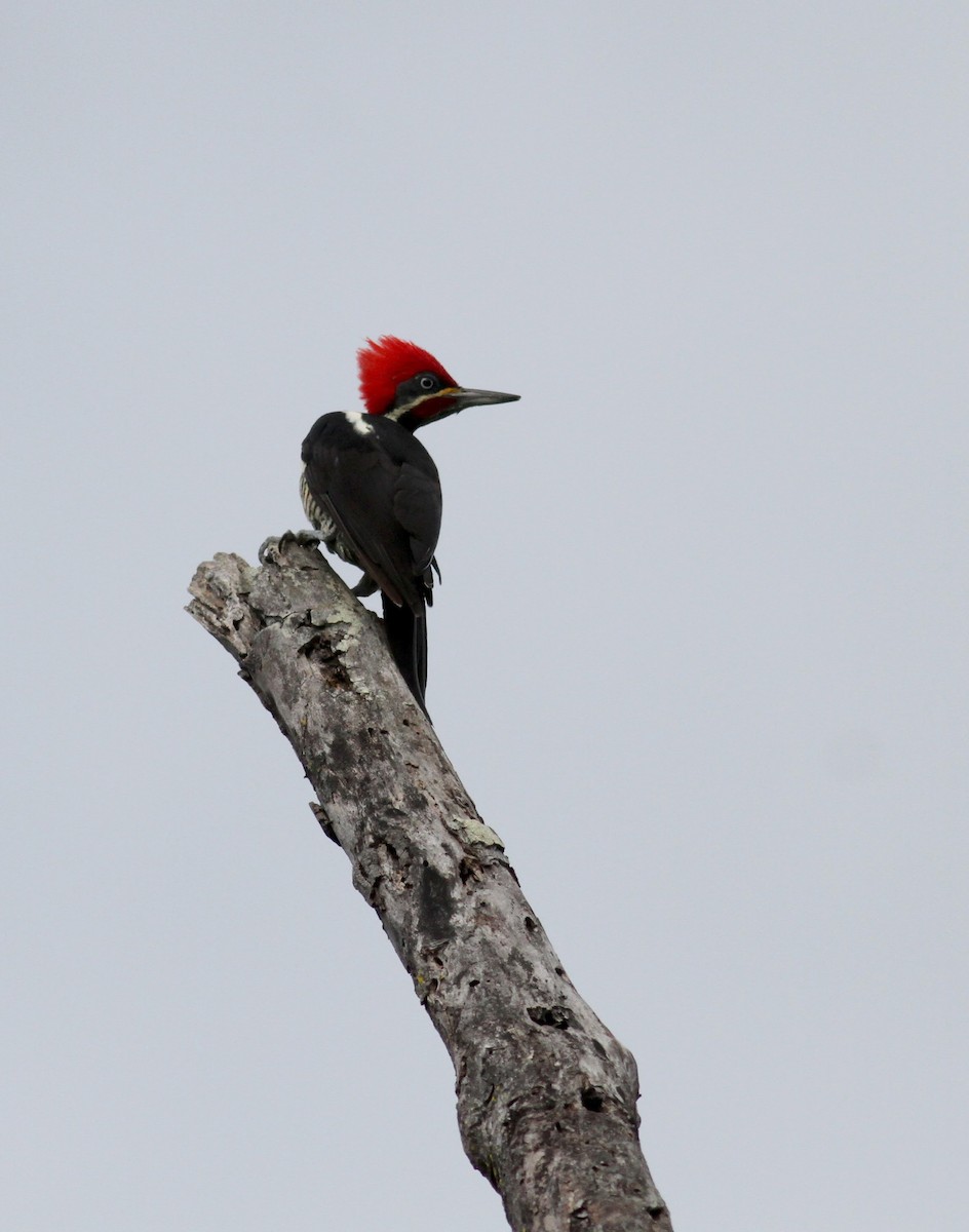 Lineated Woodpecker (Lineated) - ML38469051