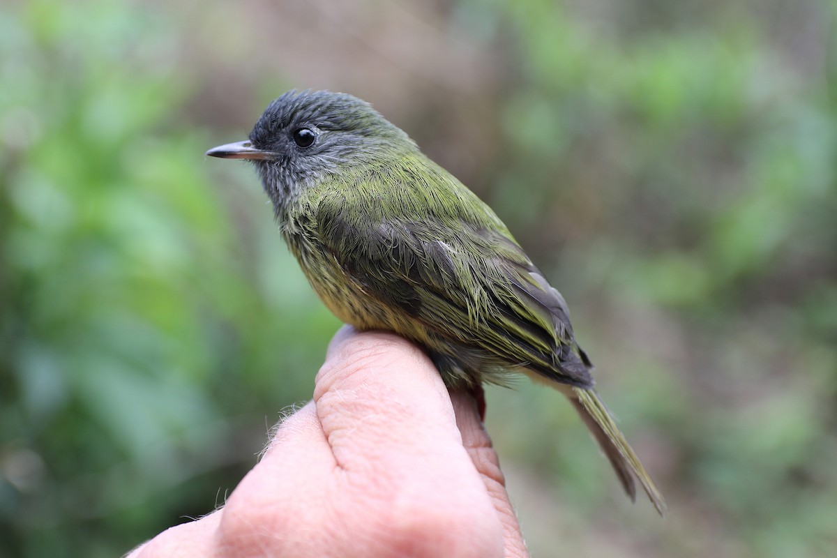 Streak-necked Flycatcher - ML38469061