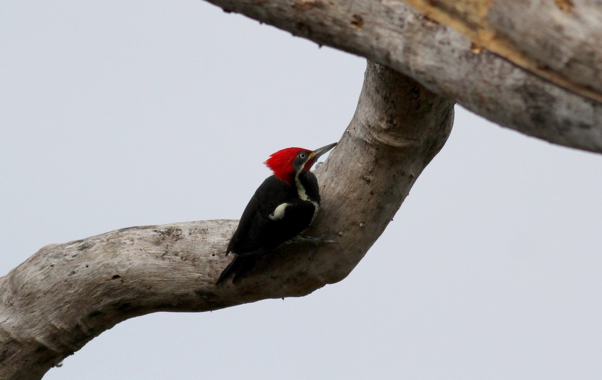 Lineated Woodpecker (Lineated) - ML38469071