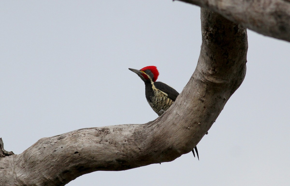 Lineated Woodpecker (Lineated) - ML38469081