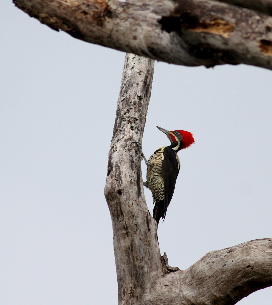 Lineated Woodpecker (Lineated) - ML38469101