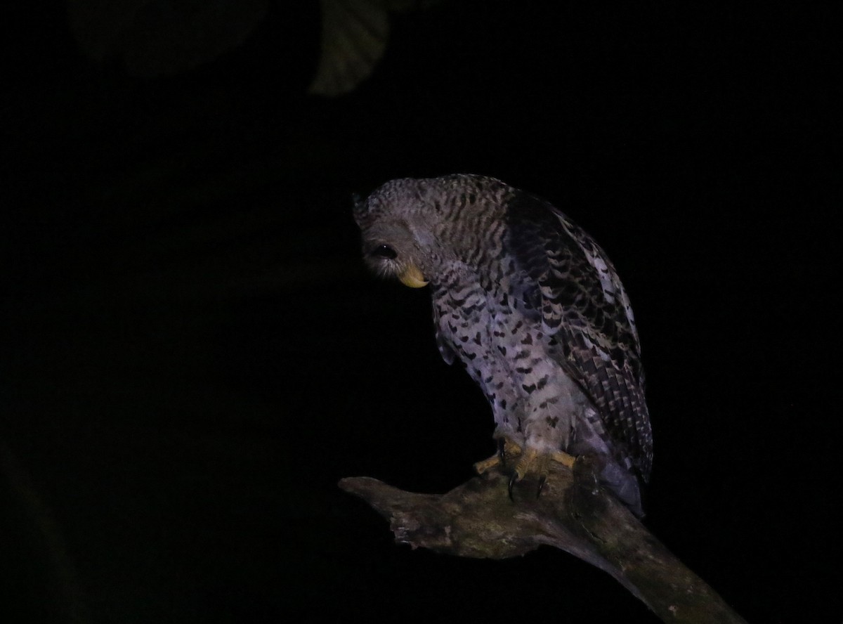 Spot-bellied Eagle-Owl - Iroshan Rupasinghe
