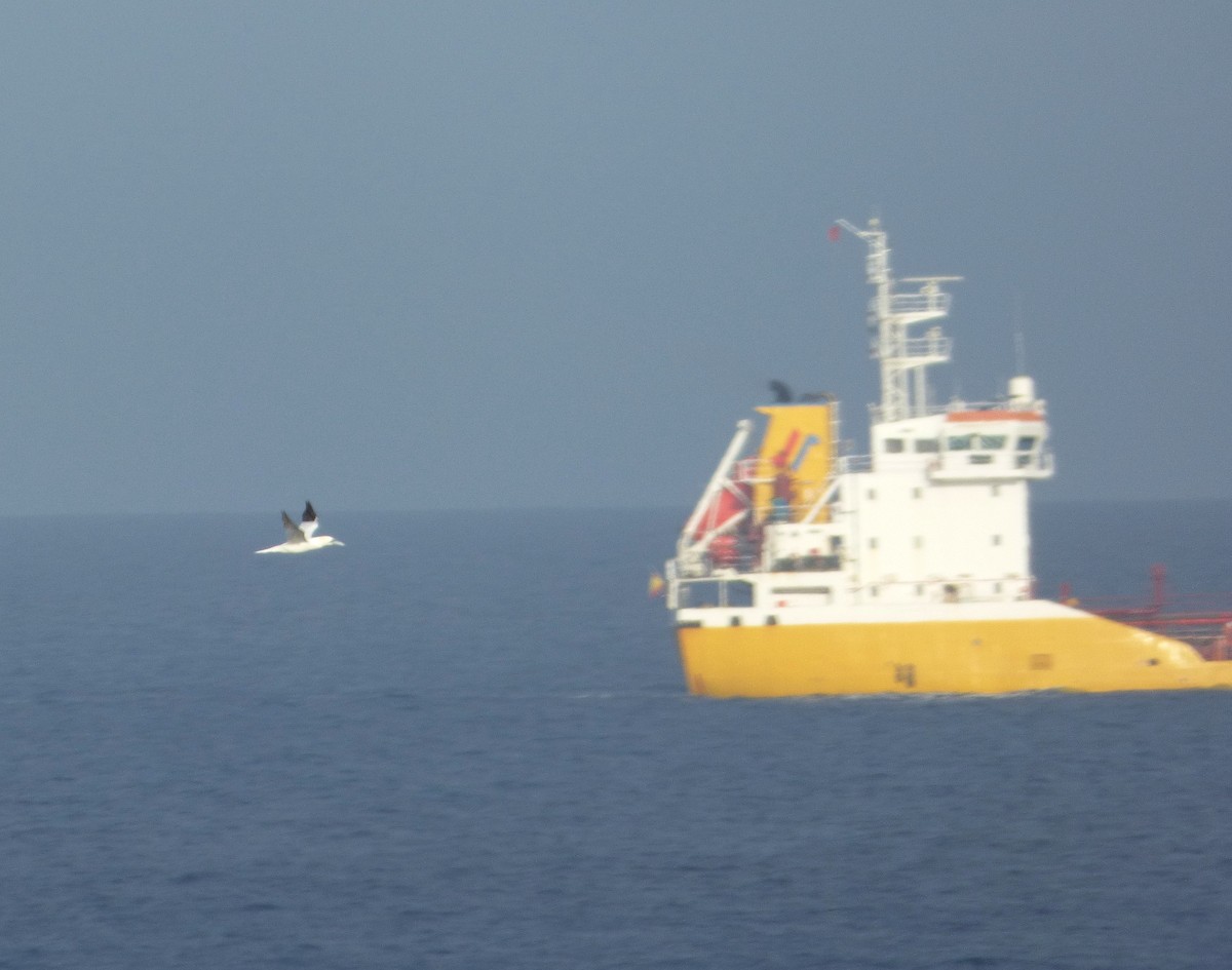 Northern Gannet - ML38469111
