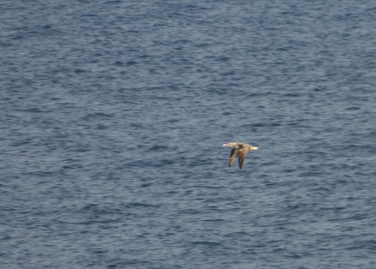 Northern Gannet - ML38469121