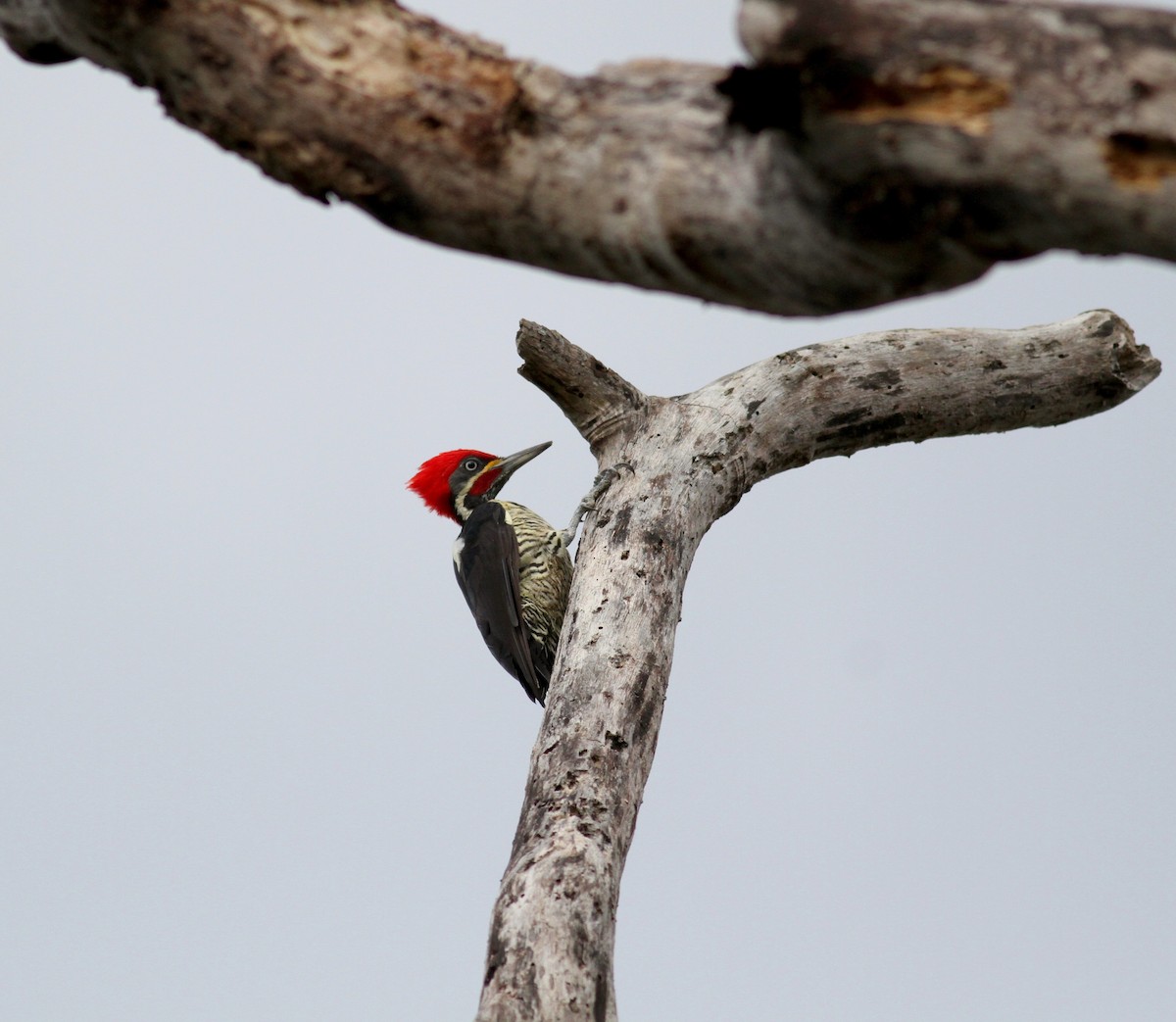 Lineated Woodpecker (Lineated) - ML38469171