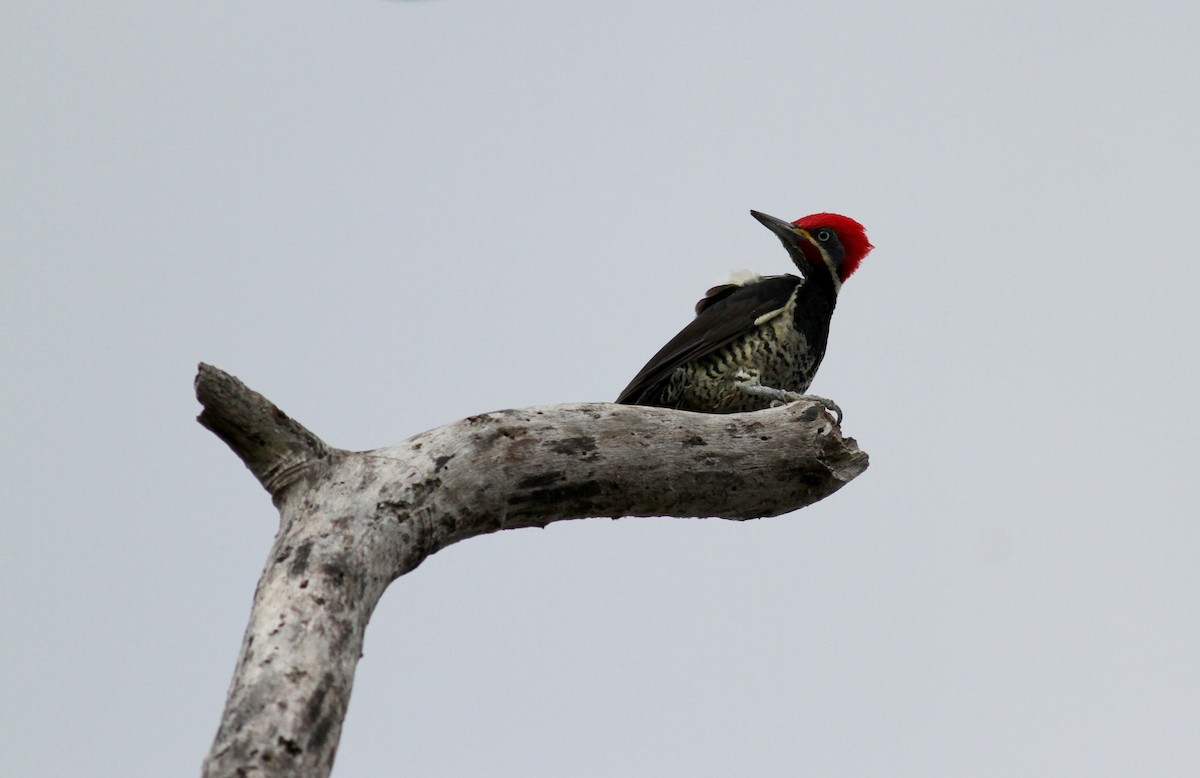 Lineated Woodpecker (Lineated) - ML38469181