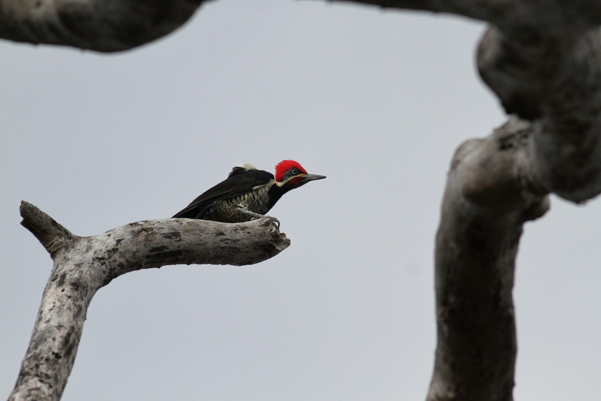 Lineated Woodpecker (Lineated) - ML38469241