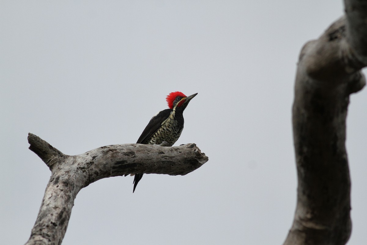 Lineated Woodpecker (Lineated) - ML38469261