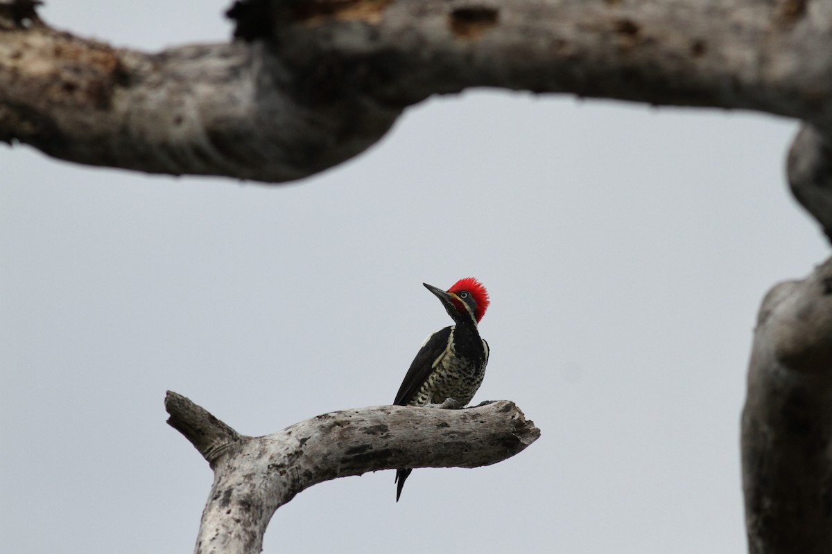 Lineated Woodpecker (Lineated) - ML38469291