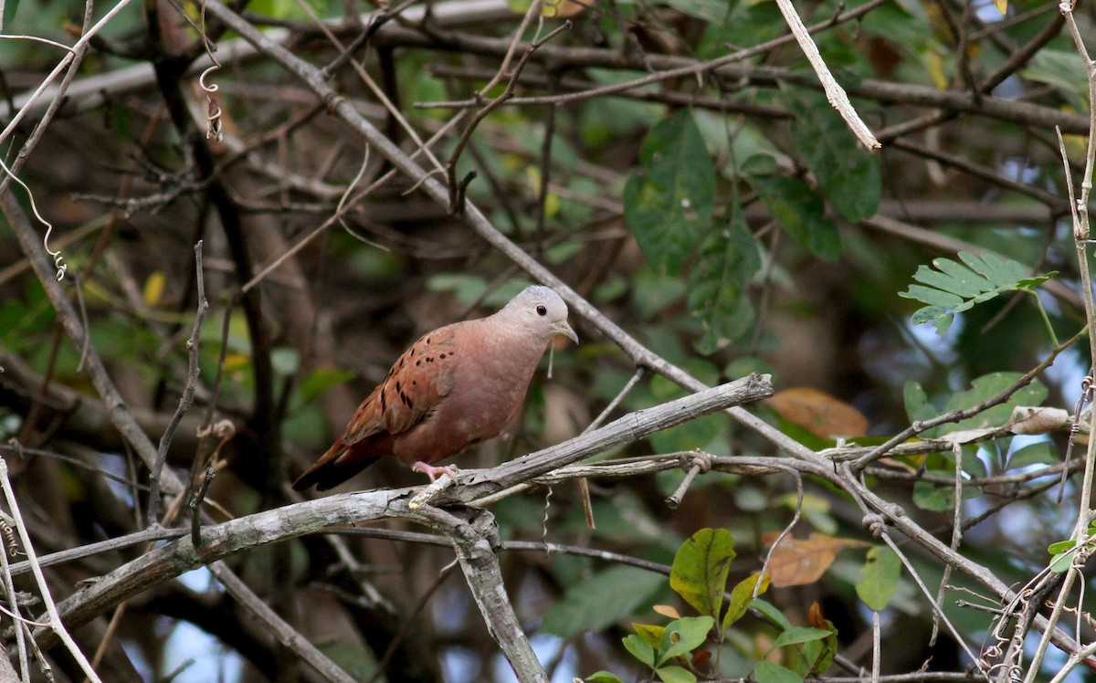 Ruddy Ground Dove - ML38469331